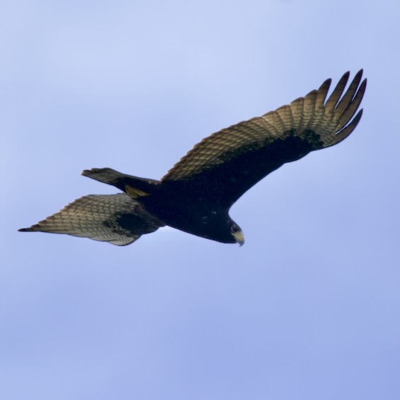 Zone-tailed Hawk (Buteo albonotatus), juvenile. Panama. © Sergio Seipke