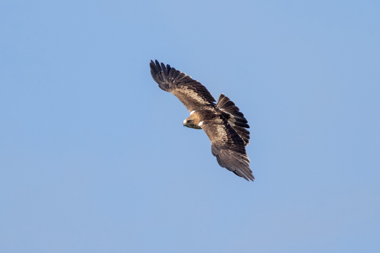 Booted Eagle (Hieraaetus pennatus), adult by Sergio Seipke