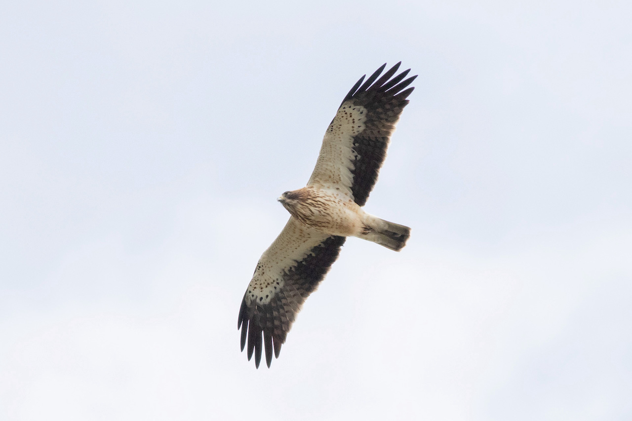 Booted Eagle (Hieraaetus pennatus), light morph adult, by Sergio Seipke.