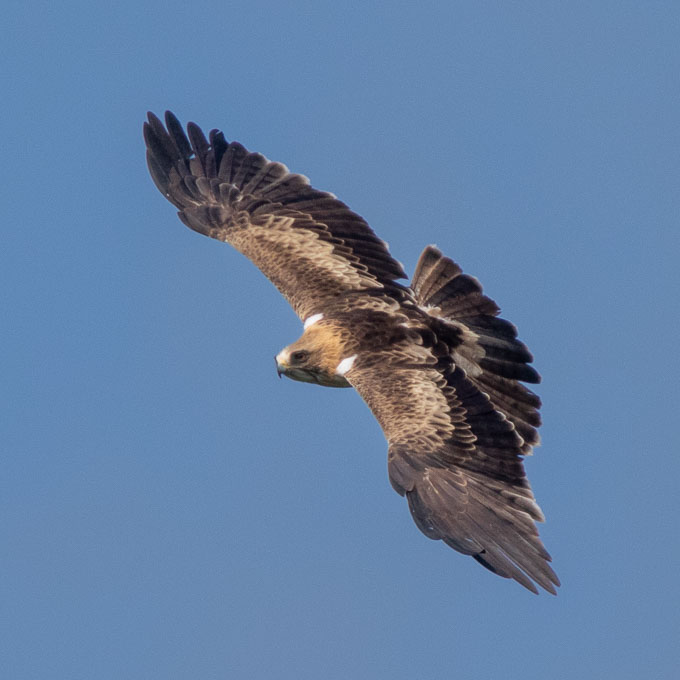 Booted Eagle (Hieraaetus pennatus), by Sergio Seipke.