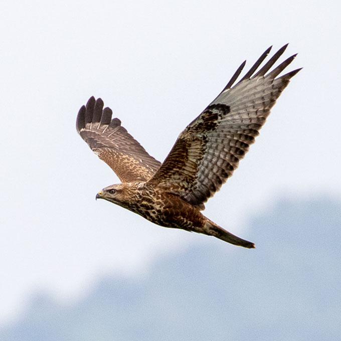 Common Buzzard (Buteo b. vulpinus), by Alexander Rukhaia