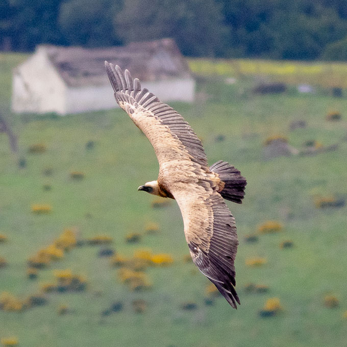 Eurasian Griffon (Gyps fulvus), by Sergio Seipke.