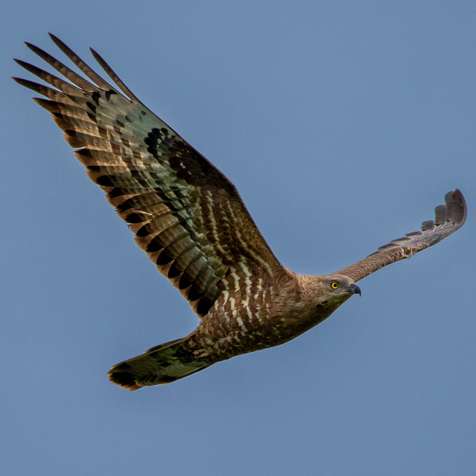 European Honey Buzzard (Pernis apivorus), by Alexander Rukhaia.