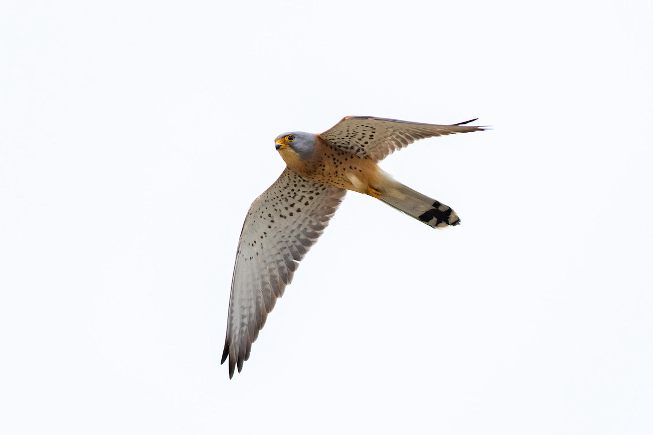 Lesser Kestrel (Falcon naumanni), adult male by Sergio Seipke.