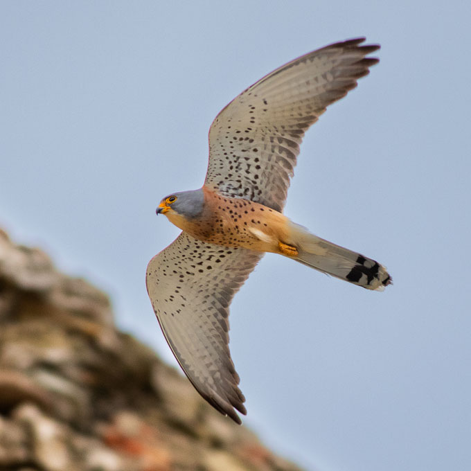 Lesser Kestrel (Falco naumanni), by Sergio Seipke