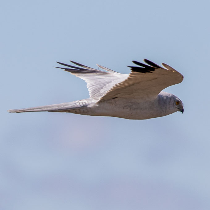 Pallid Harrier (Circus macrourus), by Alexander Rukhaia