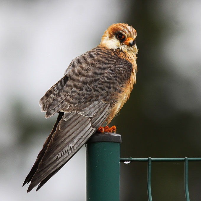 Red-footed Falcon (Falco vespertinus), by Alexander Rukhaia