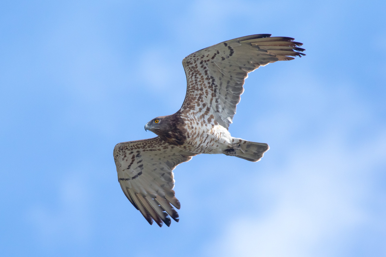 Shor-toed Snake Eagle (Circaetus gallicus), adult, by Sergio Seipke