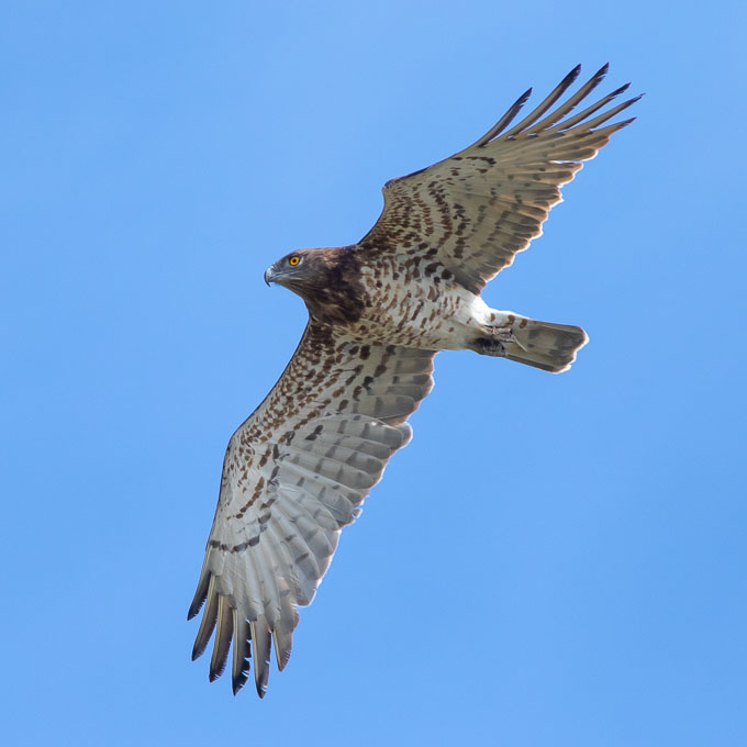 Short-toed Snake Eagle (Circaetus gallicus), by Sergio Seipke.