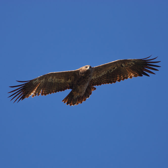 Steppe Eagle (Aquila nipalensis), by Sergio Seipke.