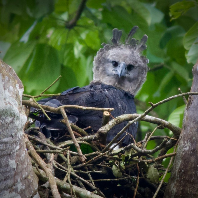 Harpy Eagle at nest