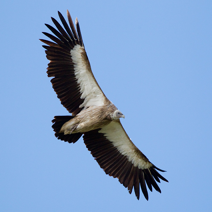 Raptours | Guided HawkWatching Tours