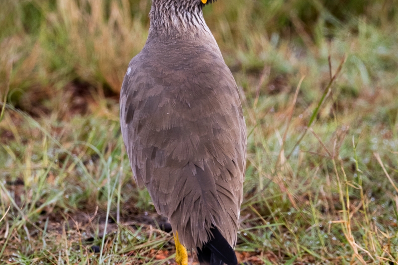 Wattled Lapwing