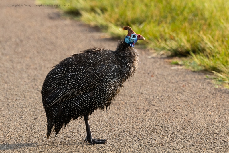 Helmeted Guineafowl