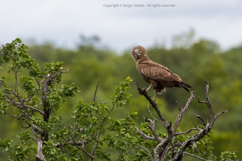 Brown Snake-Eagle