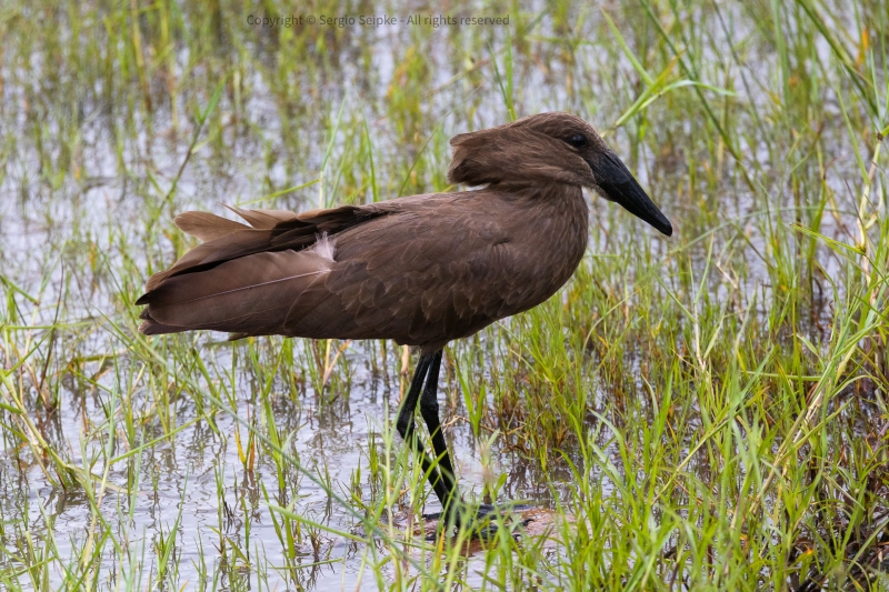 Hamerkop