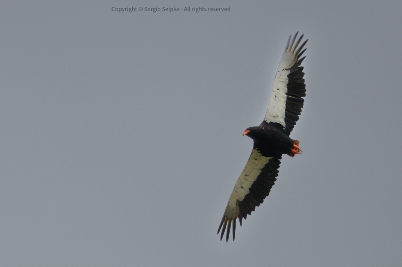 Bateleur, adult male