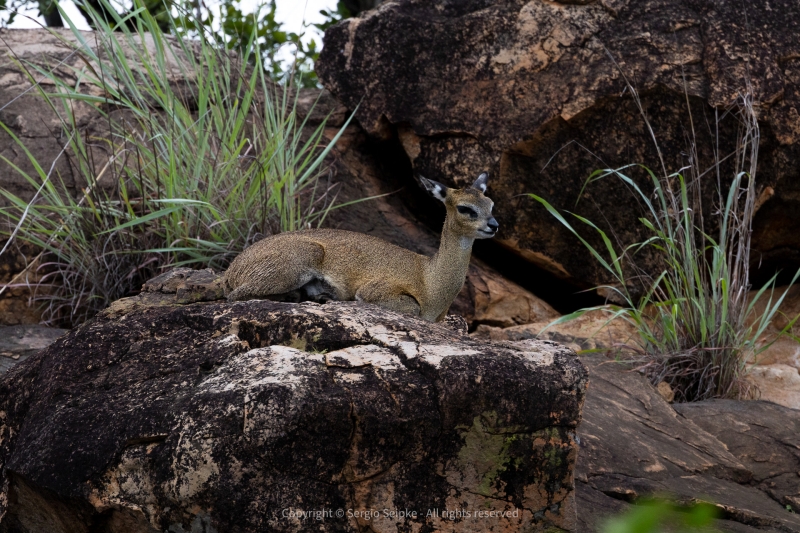 Klipspringer