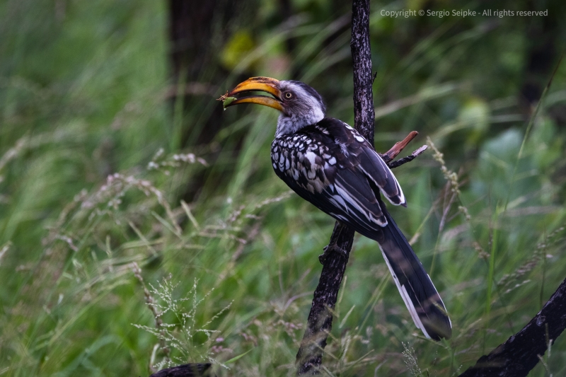 Southern Yellow-billed Hornbill