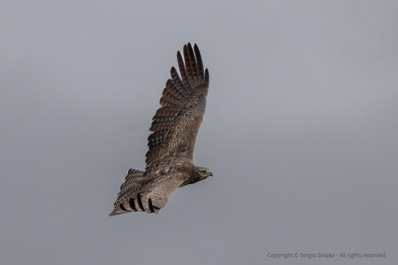 Martial Eagle, adult