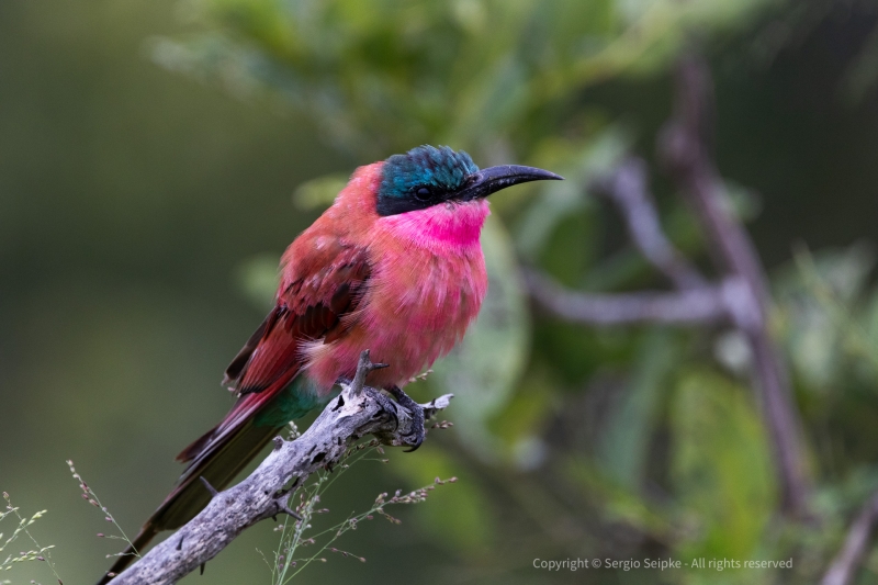 Carmine Bee-eater 