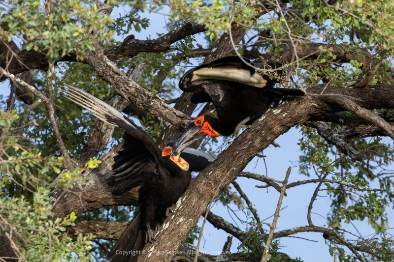 Southern Ground-Hornbill