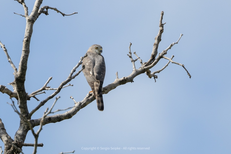 Shikra, adult female