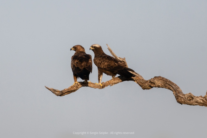 Wahlberg's Eagle, male and female of a pair