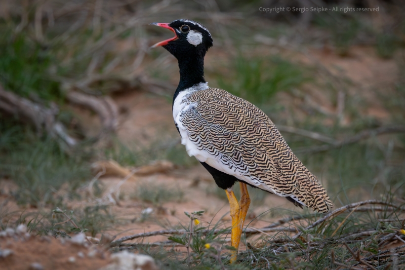 Black Bustard, male