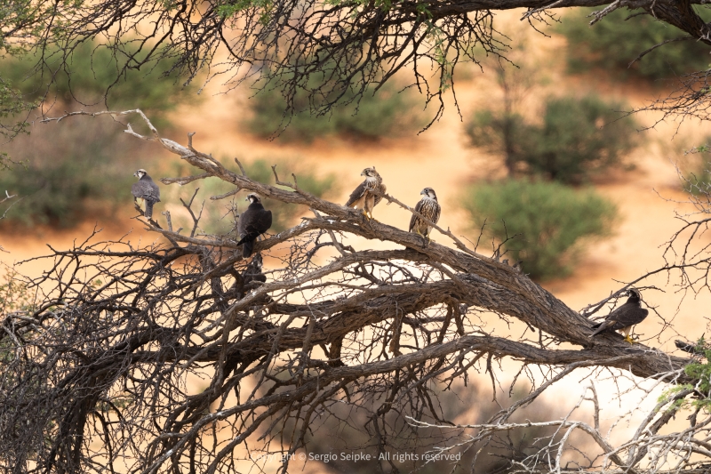 Six Lanner Falcons at waterhole