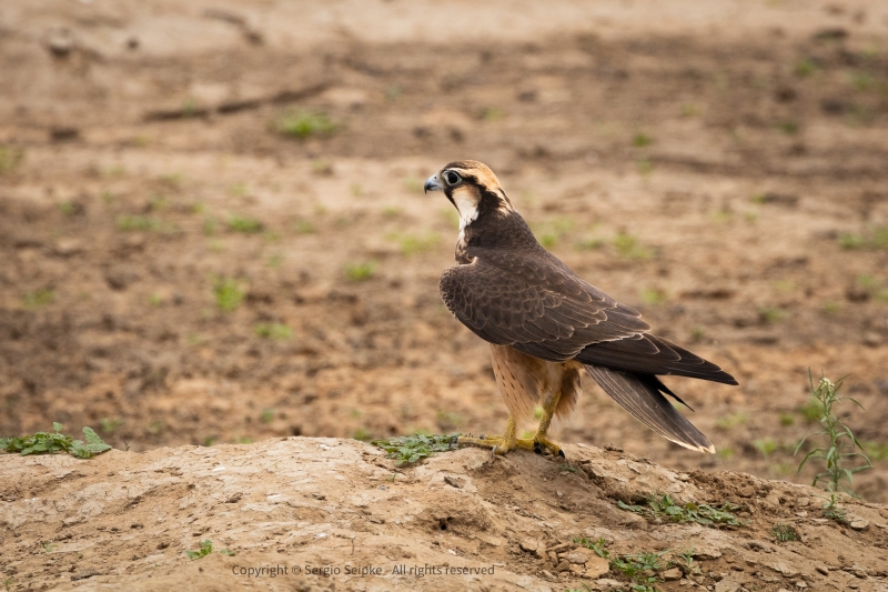 Lanner Falcon, juvenile