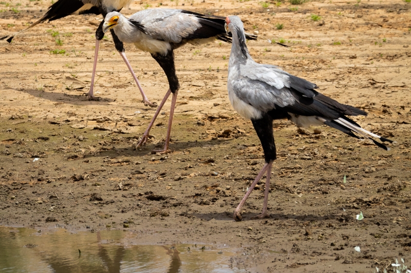 Three Secretary Birds at waterhole