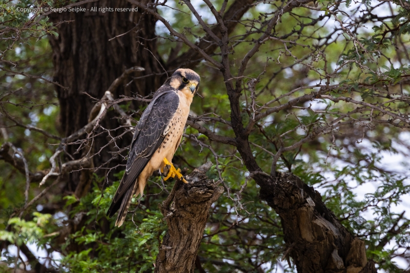 Lanner Falcon, adult