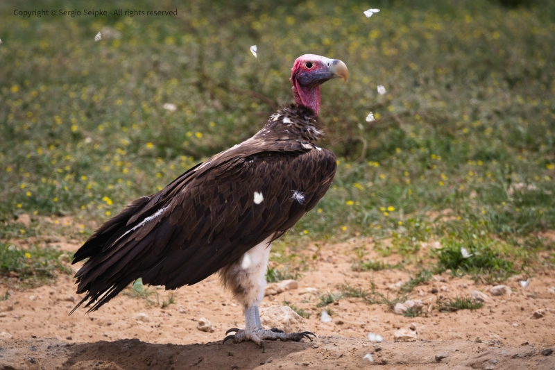 Lappet-faced Vulture, adult