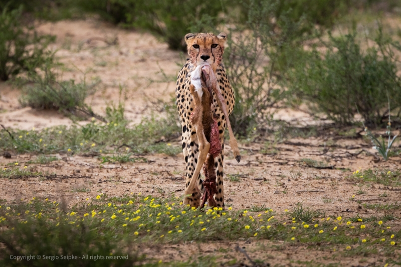 Cheetah with Springbok