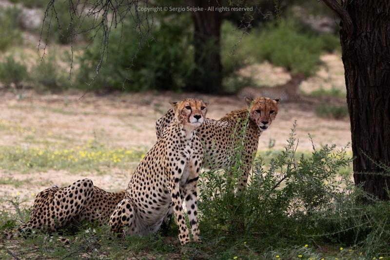 Cheetahs, three cubs with mother