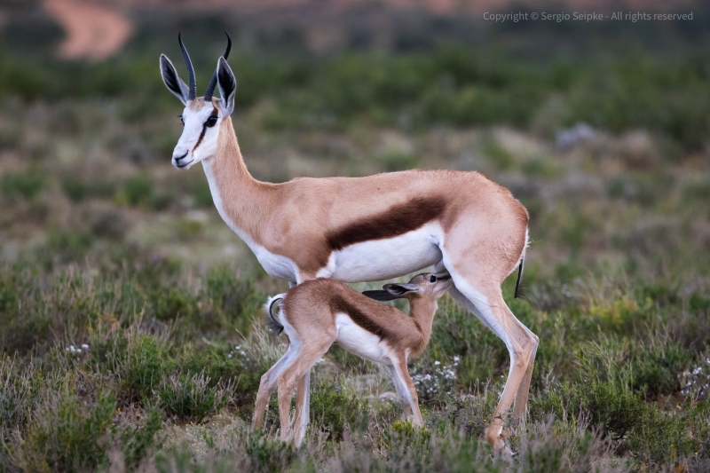 Springbok, mother nursing lamb