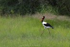 Saddle-billed Stork