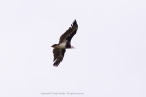 White-headed Vulture, adult male