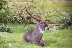 Waterbuck