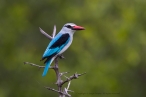 Woodland Kingfisher