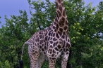 Southern Giraffe