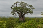 Baobab