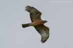 African Hawk-Eagle, juvenile