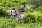 Plains Zebra