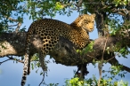 Leopard, female, eating a bushbuck