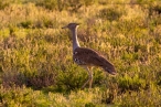 Kori Bustard