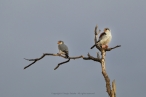 Pygmy Falcon, male and female of a pair