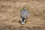 Lanner Falcon, juvenile molting into adult