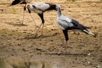 Three Secretary Birds at waterhole